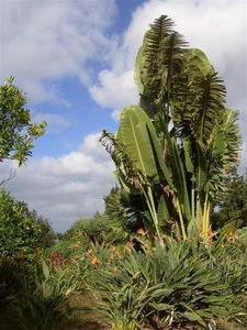 Tenerife.(dec.2011) 220 (Medium)