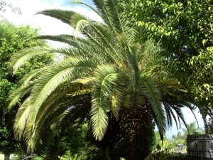 Tenerife.(dec.2011) 227 (Medium)