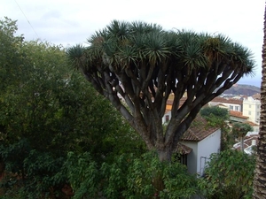 Tenerife.(dec.2011) 259 (Medium)