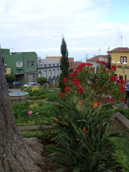 Tenerife.(dec.2011) 288 (Medium)