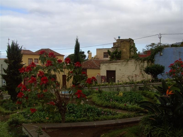 Tenerife.(dec.2011) 290 (Medium)