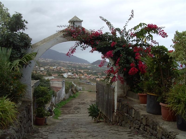 Tenerife.(dec.2011) 295 (Medium)