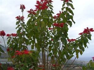 Tenerife.(dec.2011) 296 (Medium)