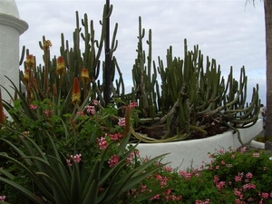 Tenerife.(dec.2011) 316 (Medium)