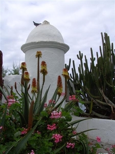 Tenerife.(dec.2011) 317 (Medium)