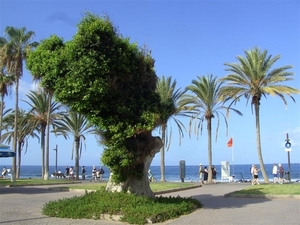 Tenerife.(dec.2011) 337 (Medium)
