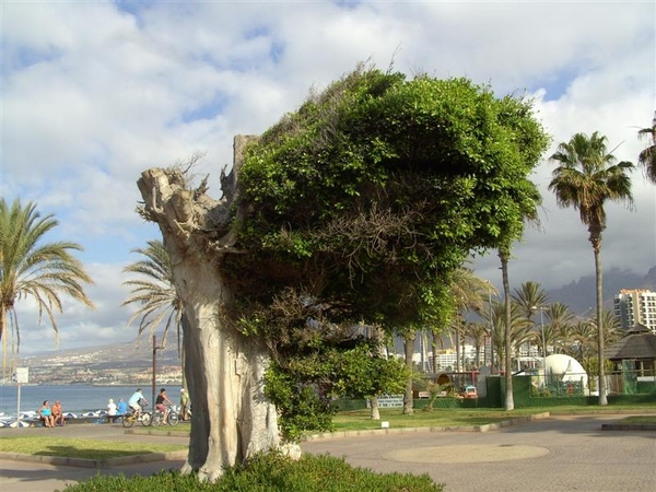 Tenerife.(dec.2011) 338 (Medium)