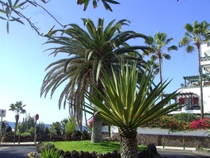 Tenerife.(dec.2011) 344 (Medium)