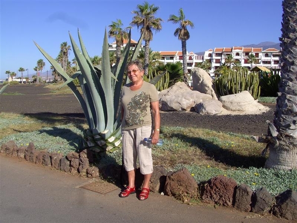Tenerife.(dec.2011) 364 (Medium)