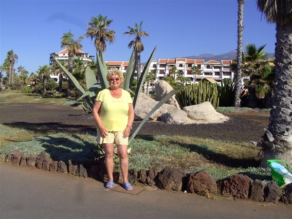 Tenerife.(dec.2011) 369 (Medium)
