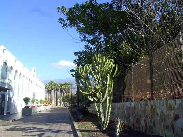 Tenerife.(dec.2011) 386 (Medium)