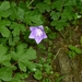 2012-05-28 Houyet-Anseremme (Verkenning GR) 054