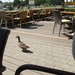 Limburg Mei 2012 010