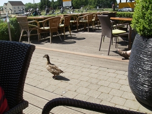 Limburg Mei 2012 010