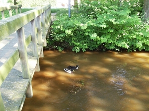 Limburg Mei 2012 038