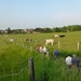 2012-05-29 Asse-Ter-heide 001