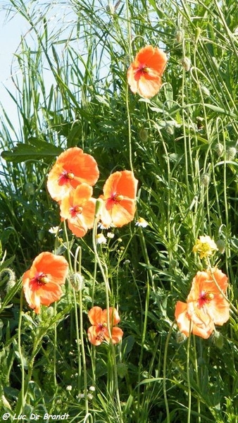 marche Adeps wandeling Philippeville Wallonie