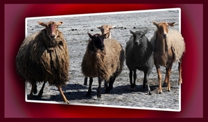 zzwarte schaap 1