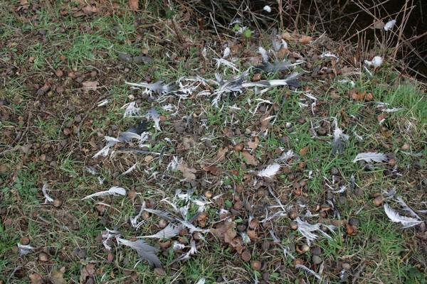 Kopie van jenever en spek 2012 037