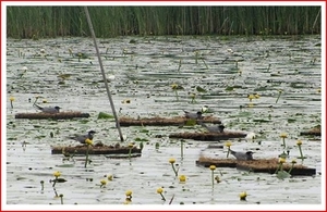 11 april 2012 sternvlonders 017