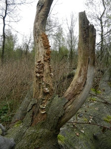 DSCN0548