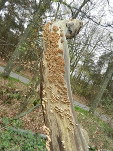 DSCN0549