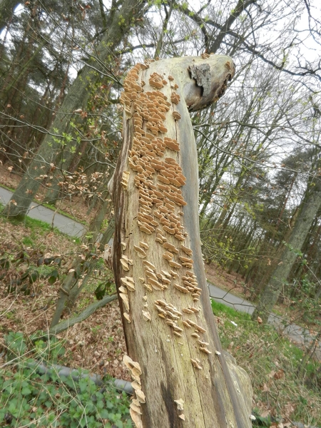DSCN0549