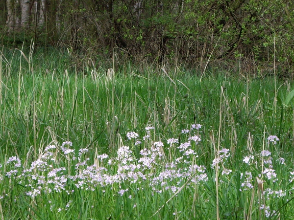 Den Bunt Frans Segersreservaat Turnhout 023