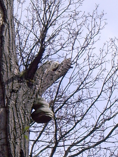 Den Bunt Frans Segersreservaat Turnhout 049