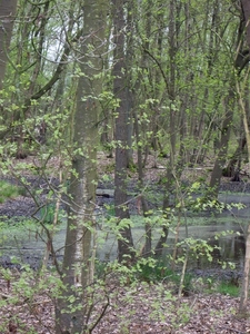 Den Bunt Frans Segersreservaat Turnhout 056