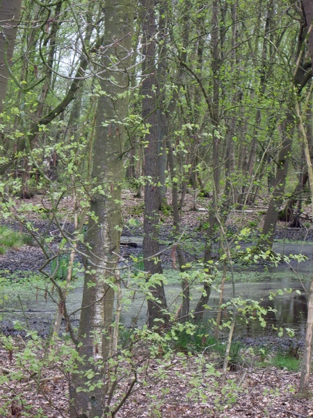 Den Bunt Frans Segersreservaat Turnhout 056