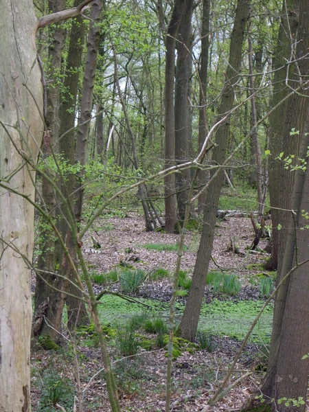 Den Bunt Frans Segersreservaat Turnhout 057