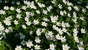 Bosanemoon 04a