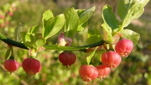 Bosbes 03a