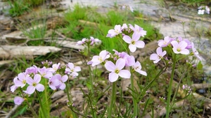 Pinksterbloem 09