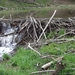 Bevers Ardennen 008