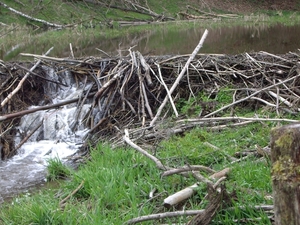 Bevers Ardennen 008