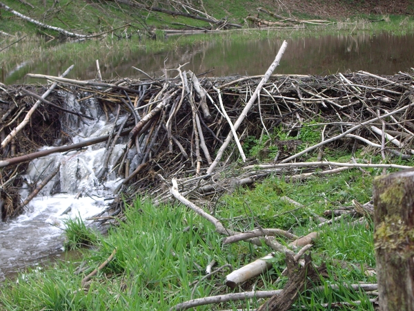 Bevers Ardennen 008