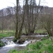 Bevers Ardennen 021