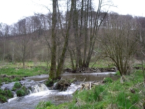 Bevers Ardennen 021