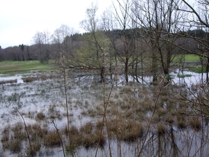 Bevers Ardennen 027