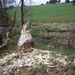 Bevers Ardennen 029