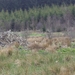 Bevers Ardennen 032