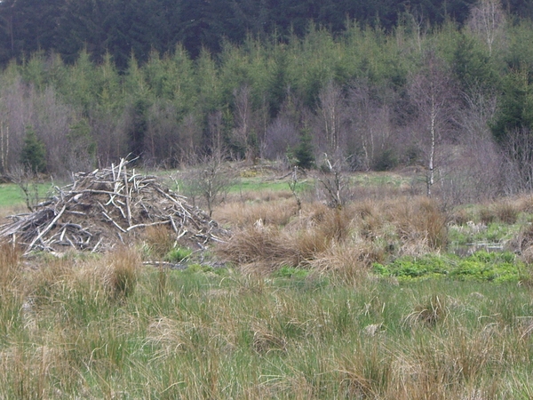 Bevers Ardennen 032