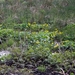 Bevers Ardennen 033