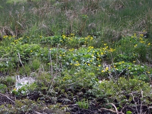 Bevers Ardennen 033