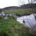 Bevers Ardennen 035