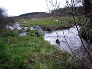 Bevers Ardennen 035