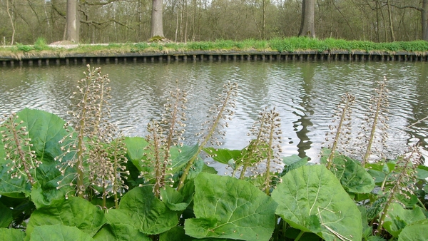 Hoefblad (Groot-) 06