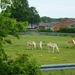 2012-06-02 Waasmunster 013